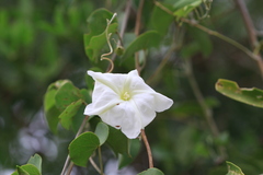 Rivea hypocrateriformis